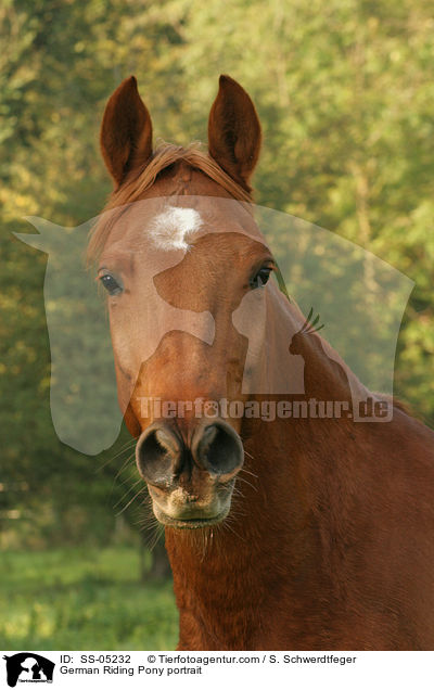 Deutsches Reitpony Portrait / pony portrait / SS-05232