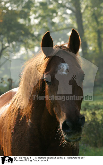 Deutsches Reitpony Portrait / pony portrait / SS-05234