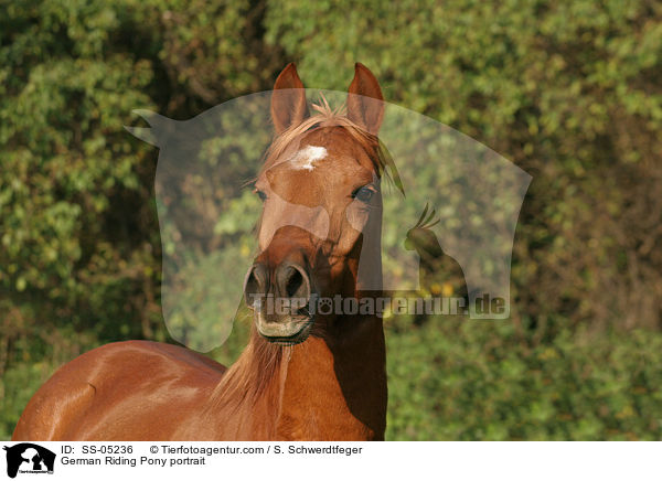 Deutsches Reitpony Portrait / pony portrait / SS-05236