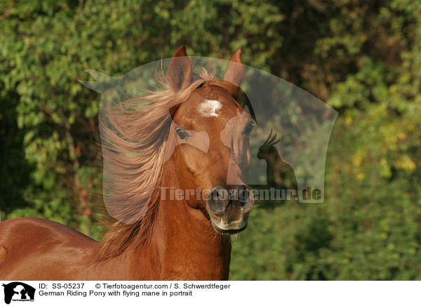 German Riding Pony with flying mane in portrait / SS-05237