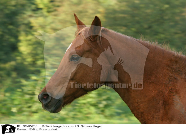 Deutsches Reitpony Portrait / pony portrait / SS-05238