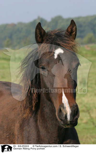 German Riding Pony portrait / SS-05243