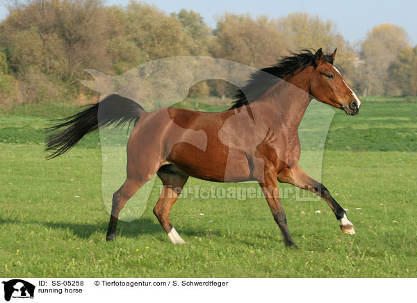 galoppierendes Pferd / running horse / SS-05258