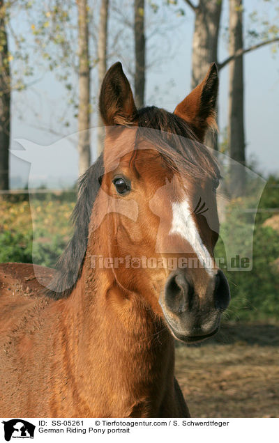 Deutsches Reitpony Portrait / pony portrait / SS-05261