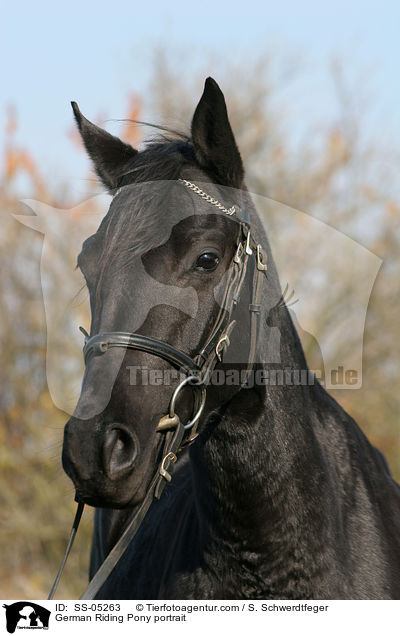 Deutsches Reitpony Portrait / pony portrait / SS-05263
