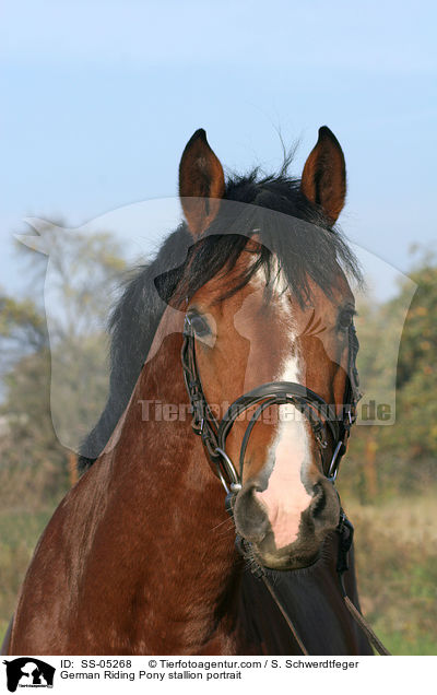 Deutscher Reitpony Hengst Portrait / pony stallion portrait / SS-05268