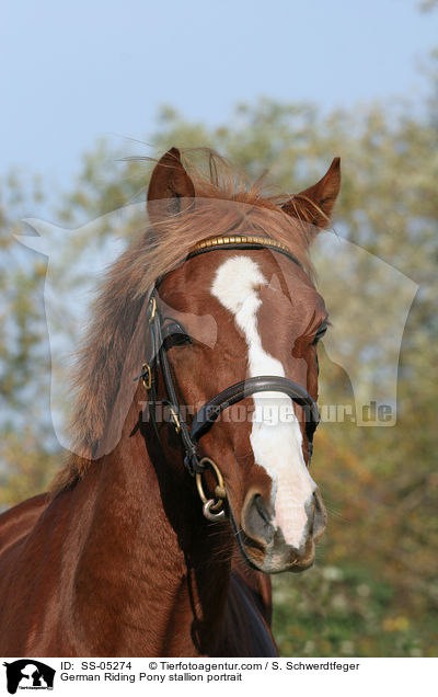 Deutscher Reitpony Hengst Portrait / pony stallion portrait / SS-05274