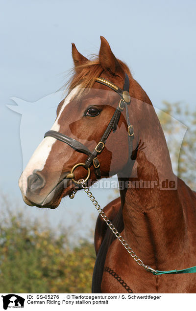 Deutscher Reitpony Hengst Portrait / stallion / SS-05276
