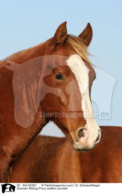 Deutscher Reitpony Hengst Portrait / pony stallion portrait / SS-05291