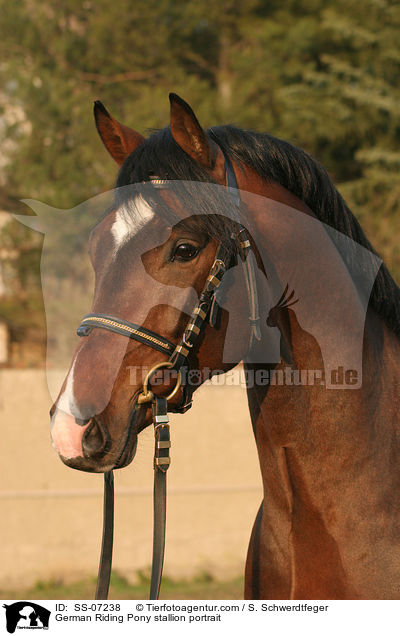 Deutscher Reitpony Hengst im Portrait / pony stallion portrait / SS-07238