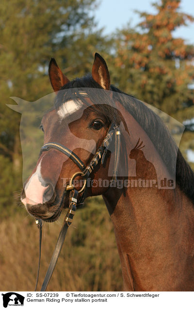 Deutscher Reitpony Hengst im Portrait / pony stallion portrait / SS-07239