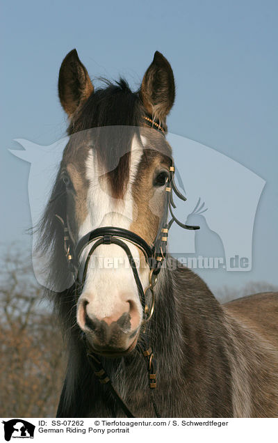 Deutsches Reitpony Portrait / horse portrait / SS-07262
