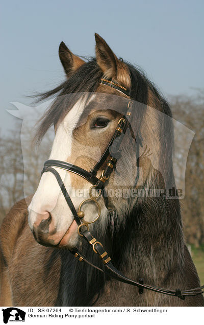 German Riding Pony portrait / SS-07264