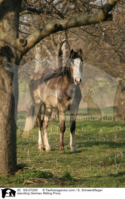 standing German Riding Pony / SS-07265