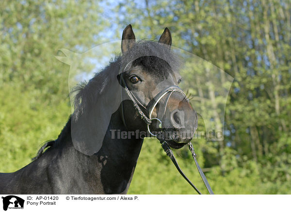 Pony Portrait / AP-01420