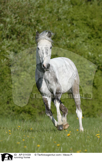 running horse / AP-01439