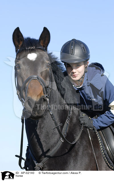 Deutsches Reitpony / horse / AP-02140