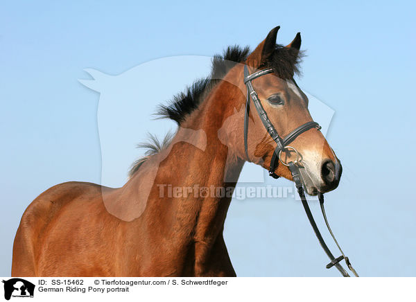 Deutsches Reitpony Portrait / pony portrait / SS-15462