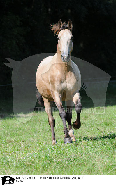 horse / AP-03515