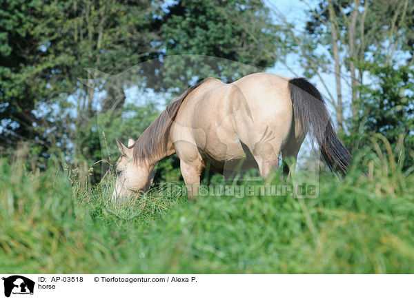Deutsches Reitpony / horse / AP-03518