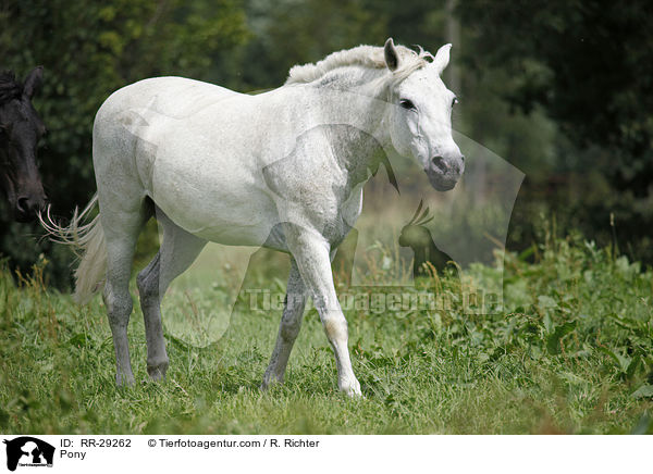 Pony / RR-29262