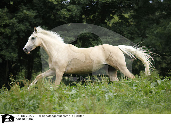 running Pony / RR-29277