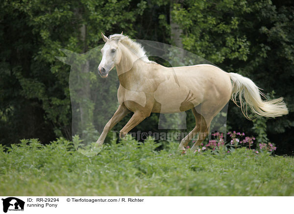 running Pony / RR-29294
