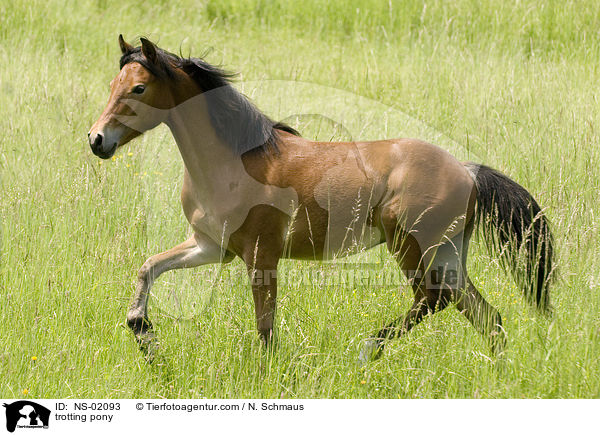 trotting pony / NS-02093