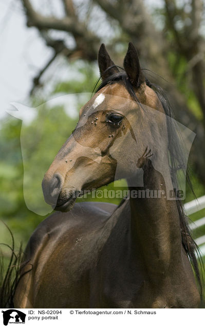 pony portrait / NS-02094