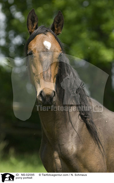 pony portrait / NS-02095