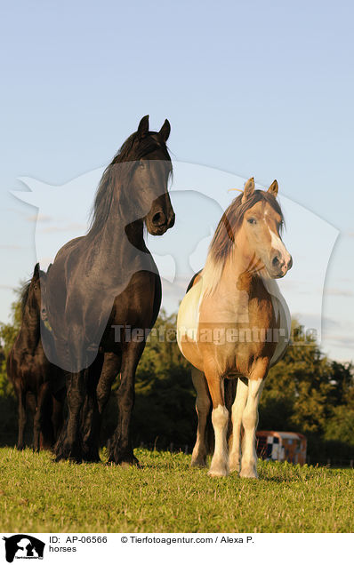 horses / AP-06566