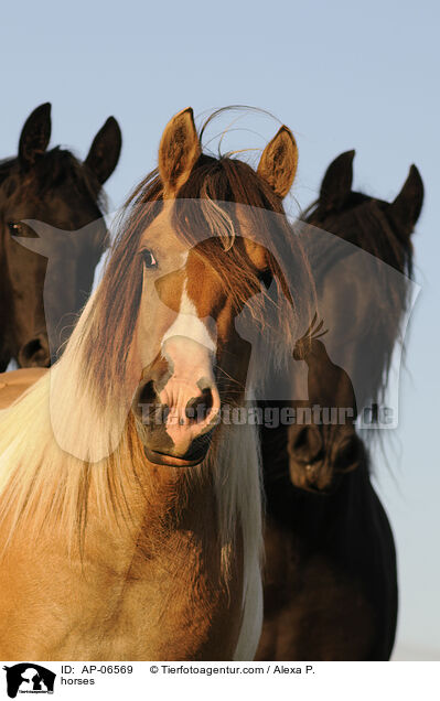 horses / AP-06569
