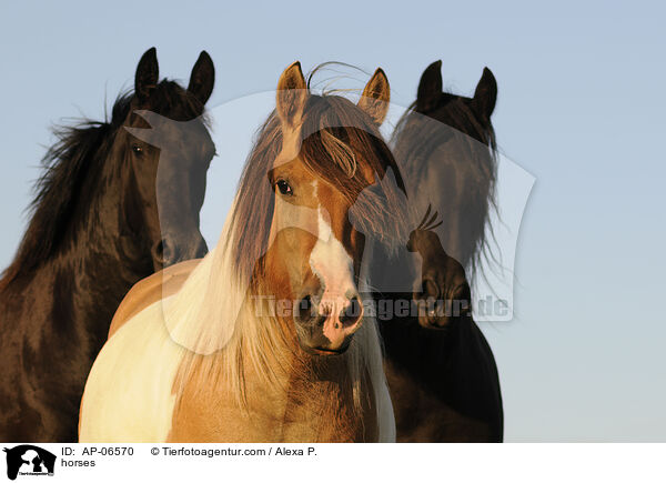 horses / AP-06570