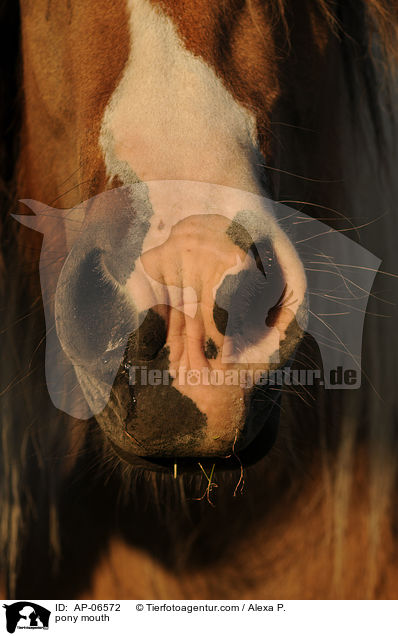 pony mouth / AP-06572