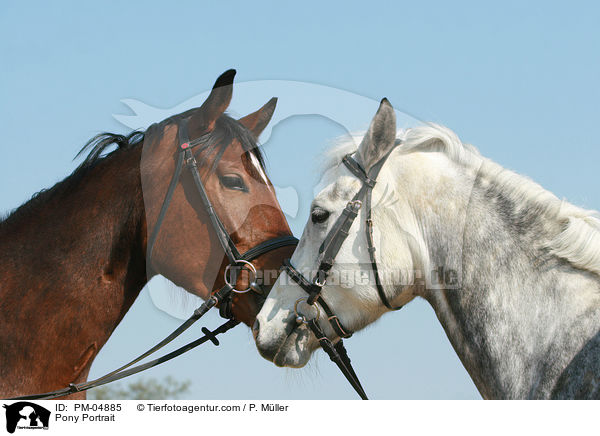 Pony Portrait / PM-04885