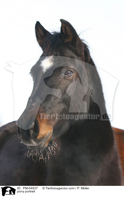 pony portrait / PM-04937