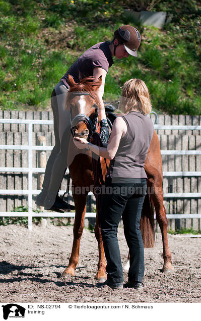Anreiten / training / NS-02794