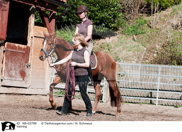 Anreiten / training / NS-02796