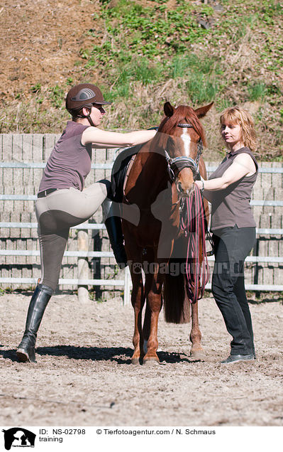Anreiten / training / NS-02798