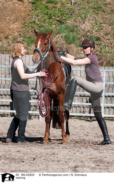 Anreiten / training / NS-02800
