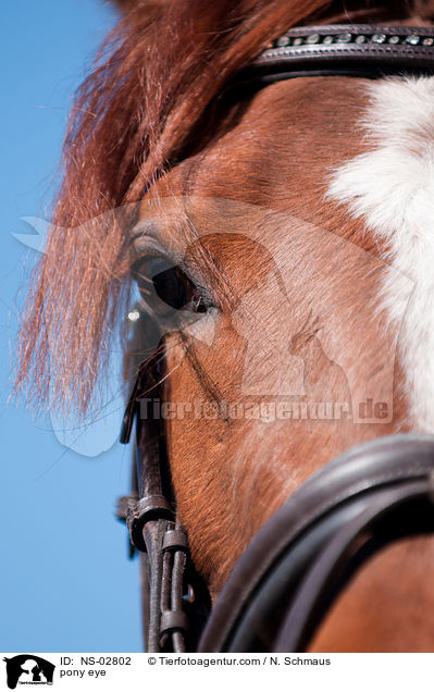 pony eye / NS-02802