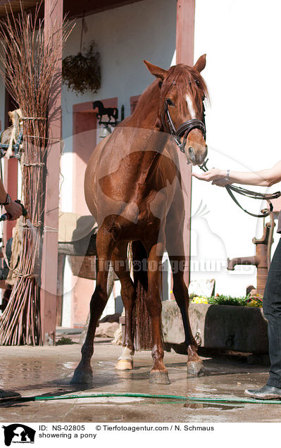 showering a pony / NS-02805