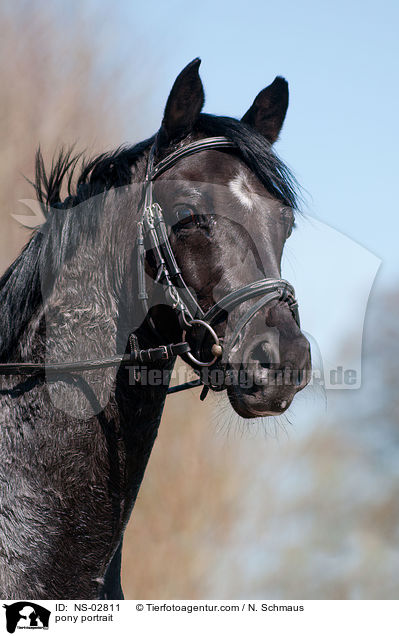 pony portrait / NS-02811
