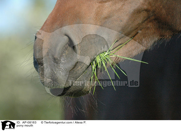 Deutsches Reitpony Maul / pony mouth / AP-08163