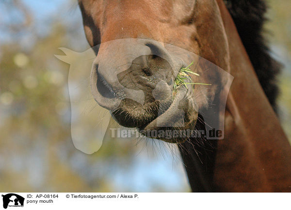 Deutsches Reitpony Maul / pony mouth / AP-08164