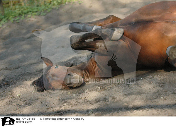 rolling pony / AP-08165