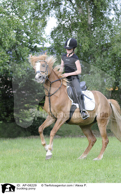 buckelndes Deutsches Reitpony / bucking pony / AP-08229