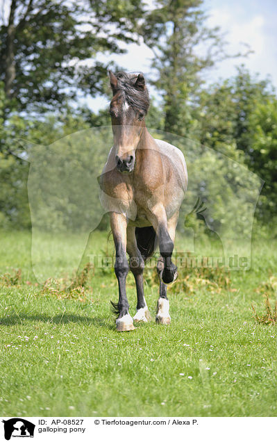 galloping pony / AP-08527