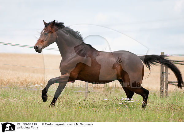 galloping Pony / NS-03119