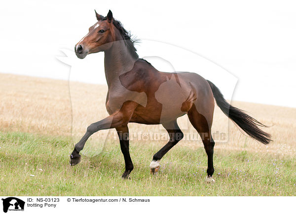 trotting Pony / NS-03123